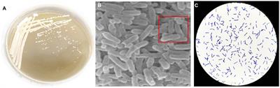 A novel polysaccharide-based bioflocculant produced by Bacillus subtilis 35A and its application in the treatment of dye decolorization, heavy metal ion adsorption and meat product wastewater